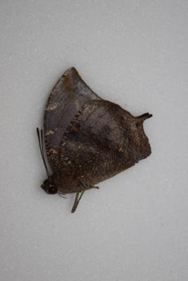 Anaea arachne male