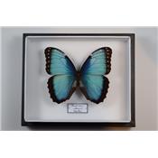 Morpho helenor carillensis