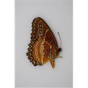Cethosia biblis ssp. amboinensis male