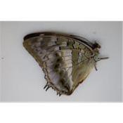 Charaxes ameliae femelle
