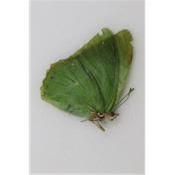 Charaxes eupale femelle A2