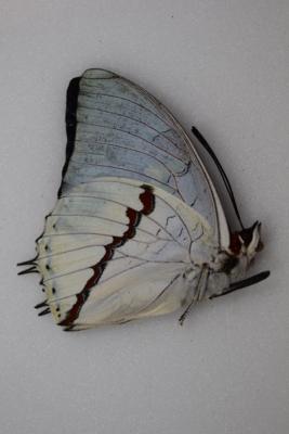 Charaxes hadrianus mâle
