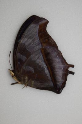 Charaxes laodice femelle