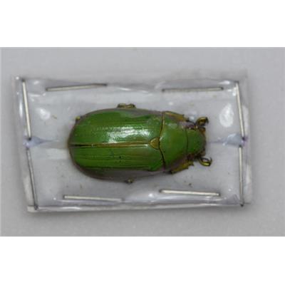 Chrysina intermedia mâle