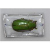 Chrysina intermedia mâle