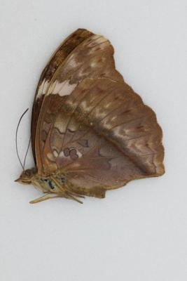 Cymothoe lurida femelle