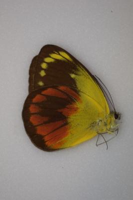 Delias caeneus caeneus femelle