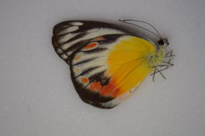 Delias periboea livia male