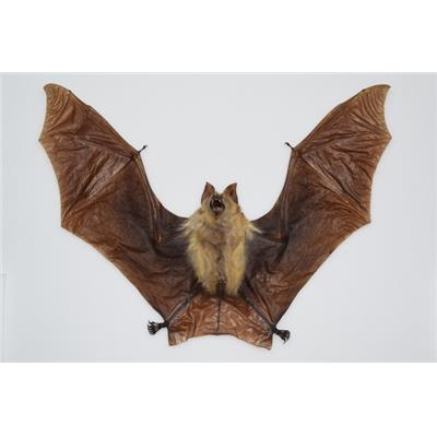 Hipposideros diadema (ouvert)