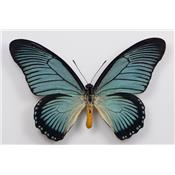 Papilio zalmoxis male étalé