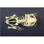 Squelette Duttaphrynus melanostictus "crapaud