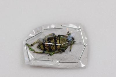 Eupholus sp.