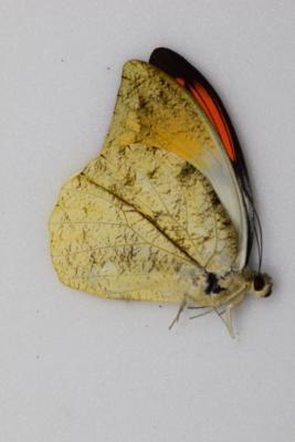 Hebomoia glaucippe mâle