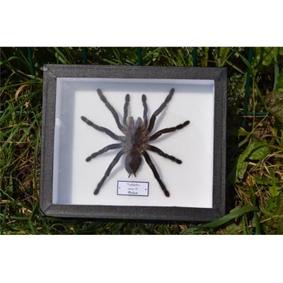 Haplopelma minax femelle