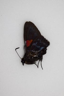 Hesperiidae sp 1