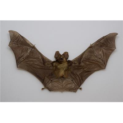 Rhinolophus lepidus refulgens marron (ouvert)