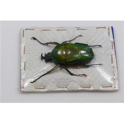 Dicronorhina micans mâle plus 50 mm