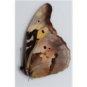 morpho cacica femelle
