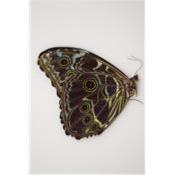 Morpho deidamia male A1