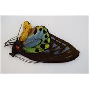 Ornithoptera urvillianus couple