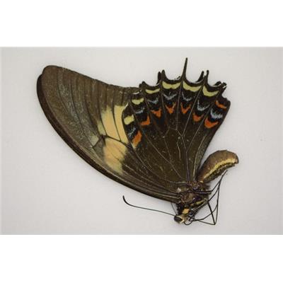 Papilio androgeus femelle