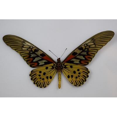 Papilio antimachus verso male étalé