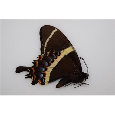 Papilio garamas male A1-