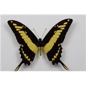 Papilio thoas cinyras