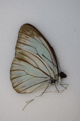 Pareronia valeria valeria male A-