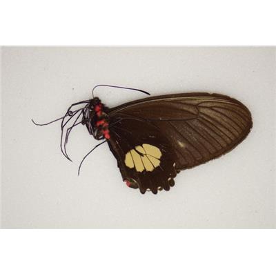 Parides pizarro couple A1