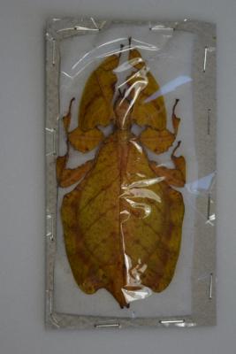 Phyllium pulchrifolium femelle orange