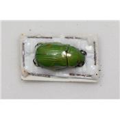 Chrysina psitaccina femelle