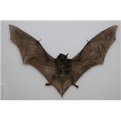 Pipistrellus tenuis (ouvert)