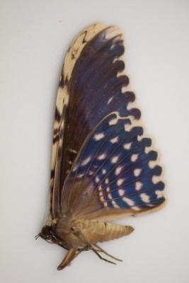 Tizania Agripina