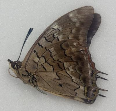 Charaxes keili