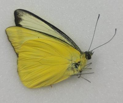 Appias Albena