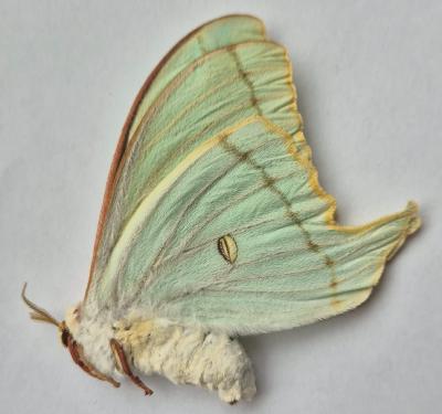 Actias dulcinea femelle A1/A1-