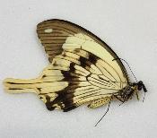 Papilio dardanus male