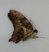 Gaphium agamemnon