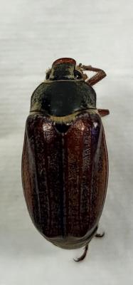 Melolontha melolontha, Hanneton commun