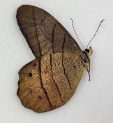 Pierella hyceta
