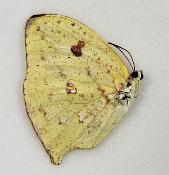 Phoebis rurina femelle jaune clair