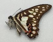 Graphium eurypylus