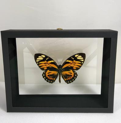 DBV Papilio zagreus