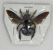 Xylocopa caerulea male