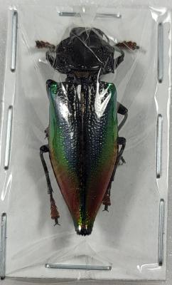 Cyphogastra rollei