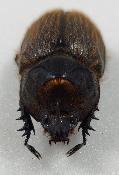 Heterogomphus hirtus male