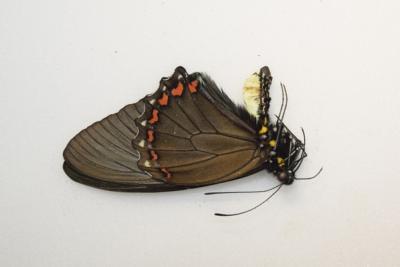 Battus belus male