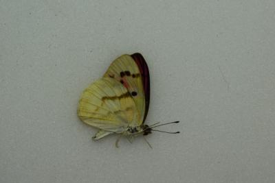 Colotis zoe male