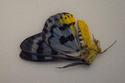 Disphania blue